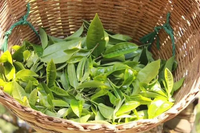 普洱茶3大核心產(chǎn)區(qū)，請好好收藏！