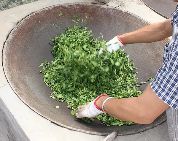“殺青”是如何影響普洱茶品質(zhì)的？