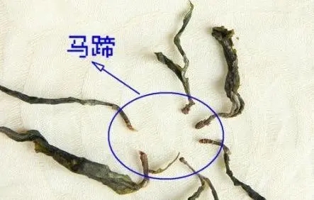 馬蹄竟然還能喝？普洱茶里的馬蹄你有了解過嗎？