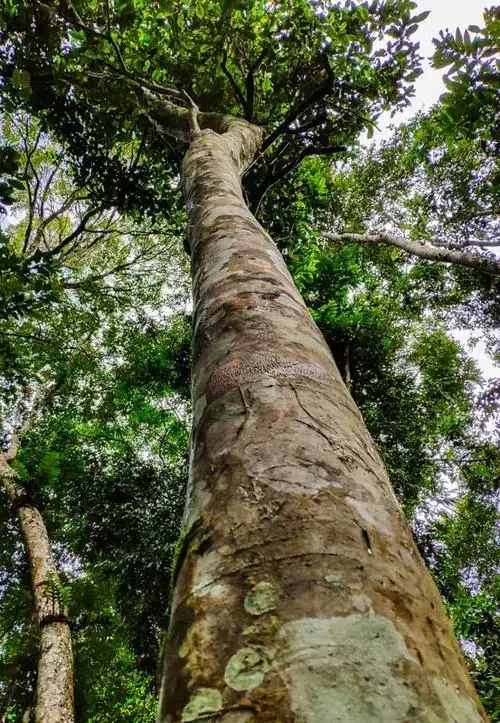 關于高桿古樹的秘密‖艱難追逐高桿古樹茶的普洱茶人