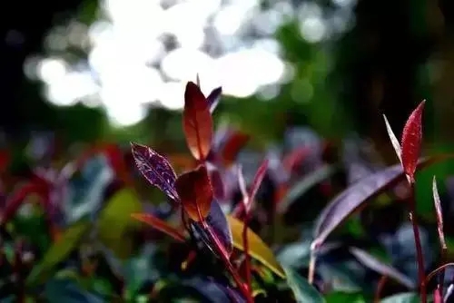 普洱異類(lèi)：紫芽和紫鵑的區(qū)別與聯(lián)系