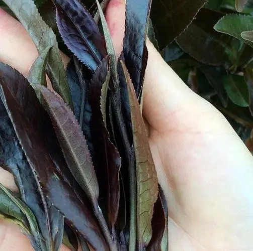 普洱茶中有一種叫“紫芽茶”的是怎么回事？