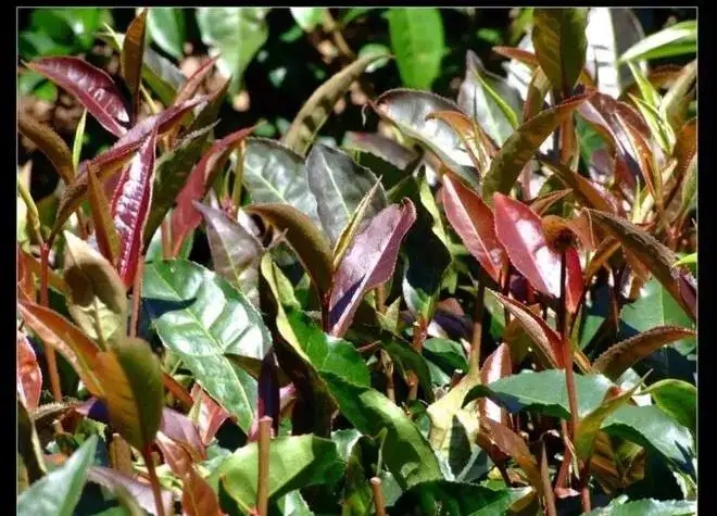 紫芽普洱茶真的都很珍貴嗎？這篇文章說(shuō)到你心坎上了