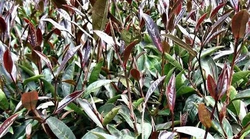 紫芽普洱是什么茶？