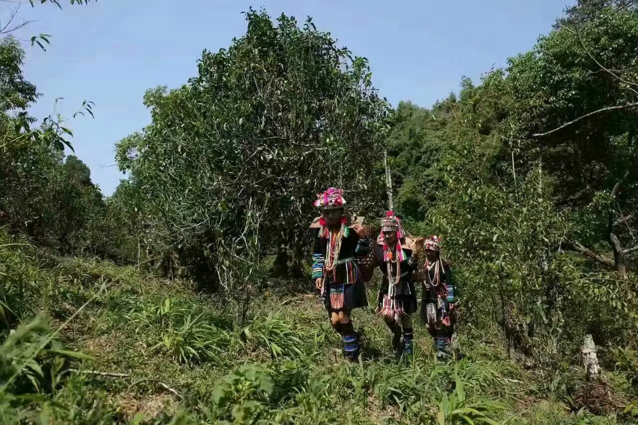 【好茶知味】南糯山石頭老寨拔瑪古樹：醇柔之質(zhì)，綿遠(yuǎn)之韻