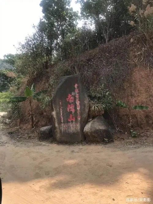 古茶第一村”，你見過這樣的茶樹嗎？