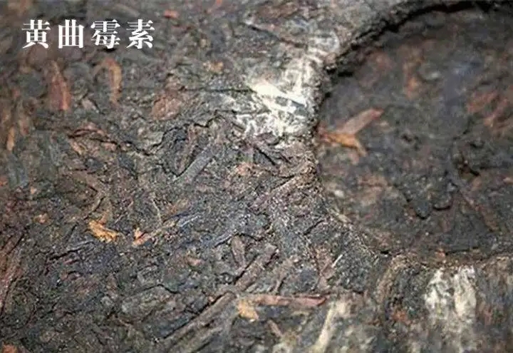 普洱茶有黃曲霉毒素，喝了會(huì)致癌？不黑不吹，咱用事實(shí)說話