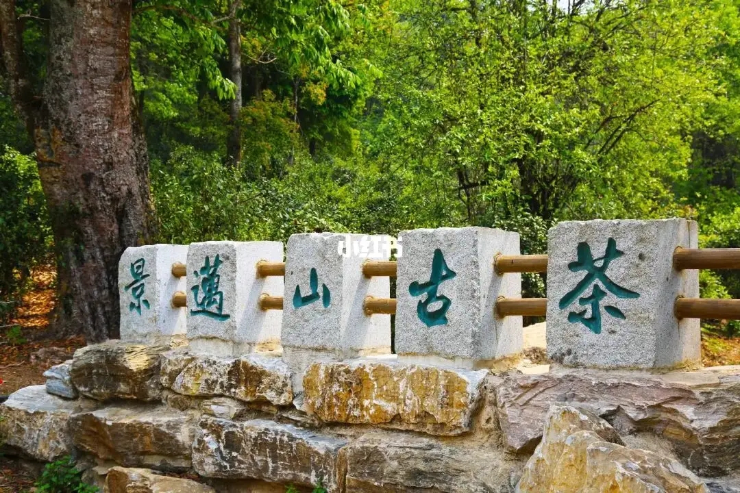 普洱茶的年份：新茶、老茶、中期茶、印級(jí)茶、古董茶