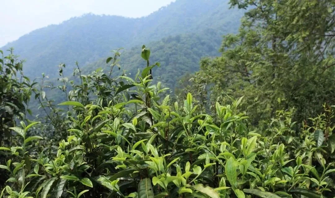 古樹茶的價(jià)值和意義在哪里？