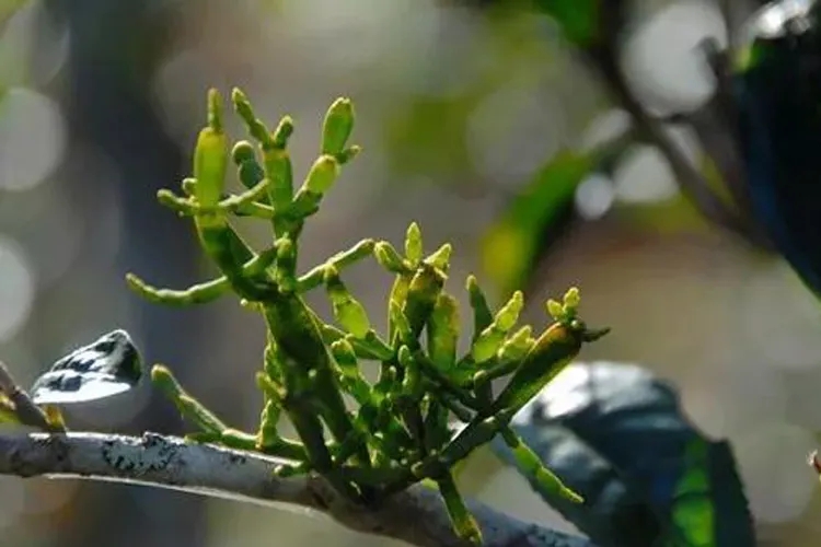什么是螃蟹腳？茶界的螃蟹腳可能和你想的不一樣！