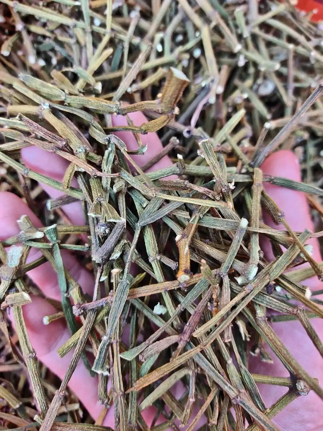 干貨 | 什么是茶界的螃蟹腳？