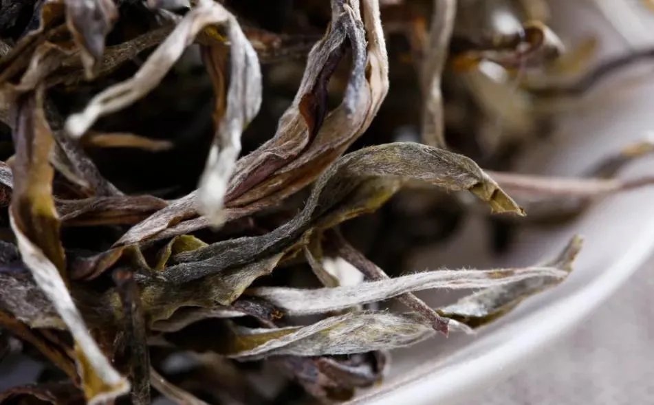 普洱茶樹生長的海拔越高，品質(zhì)就越好嗎？