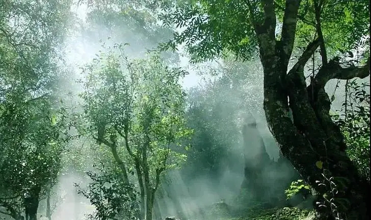 獨有神韻的瀾滄景邁古樹茶！