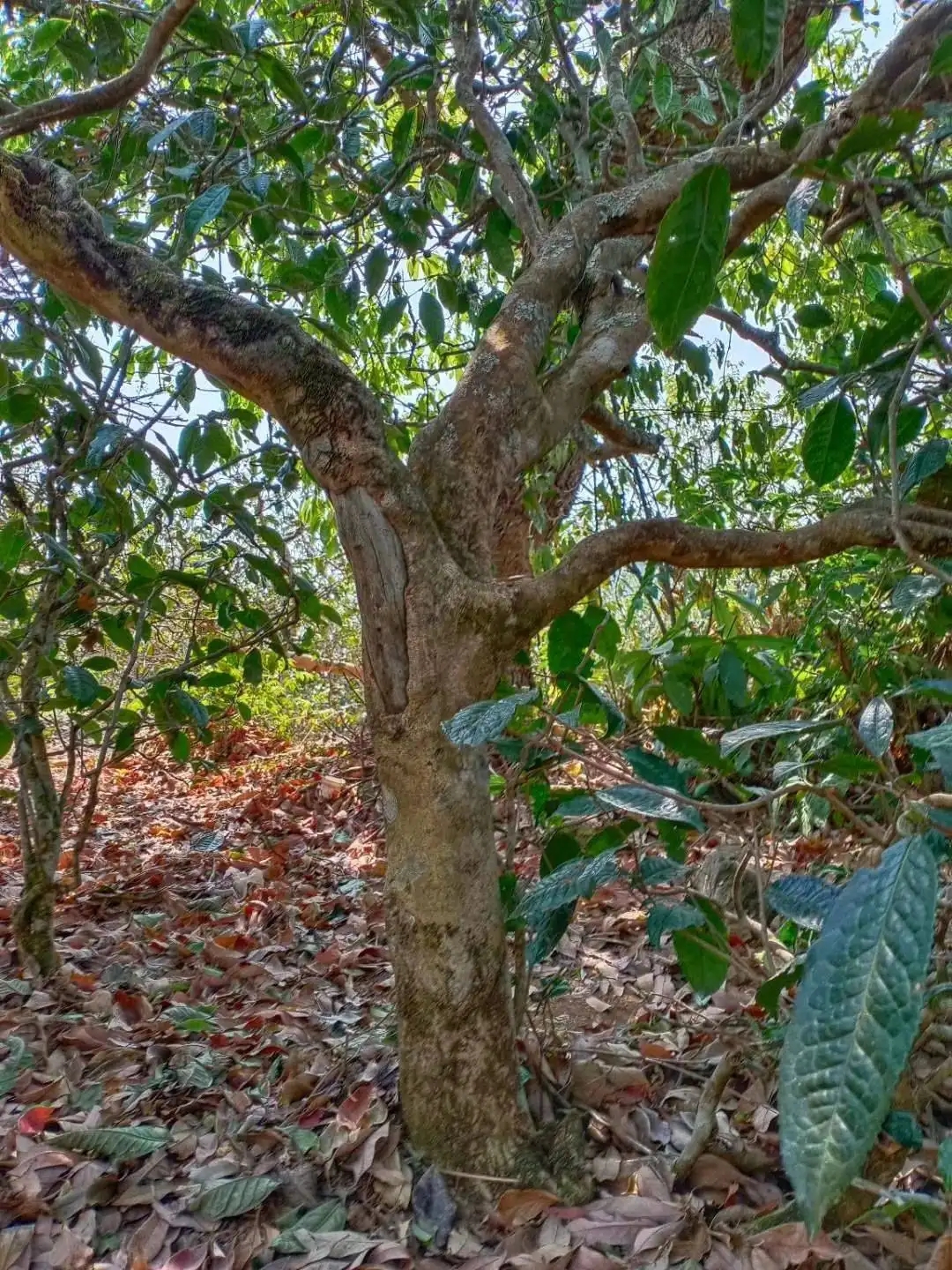 一山一韻，普洱茶的山韻