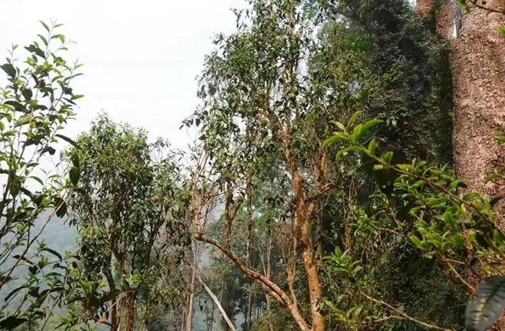 易武白茶園 | 量少珍稀古樹茶、易武茶中的佼佼者~香揚水柔有內(nèi)質(zhì)