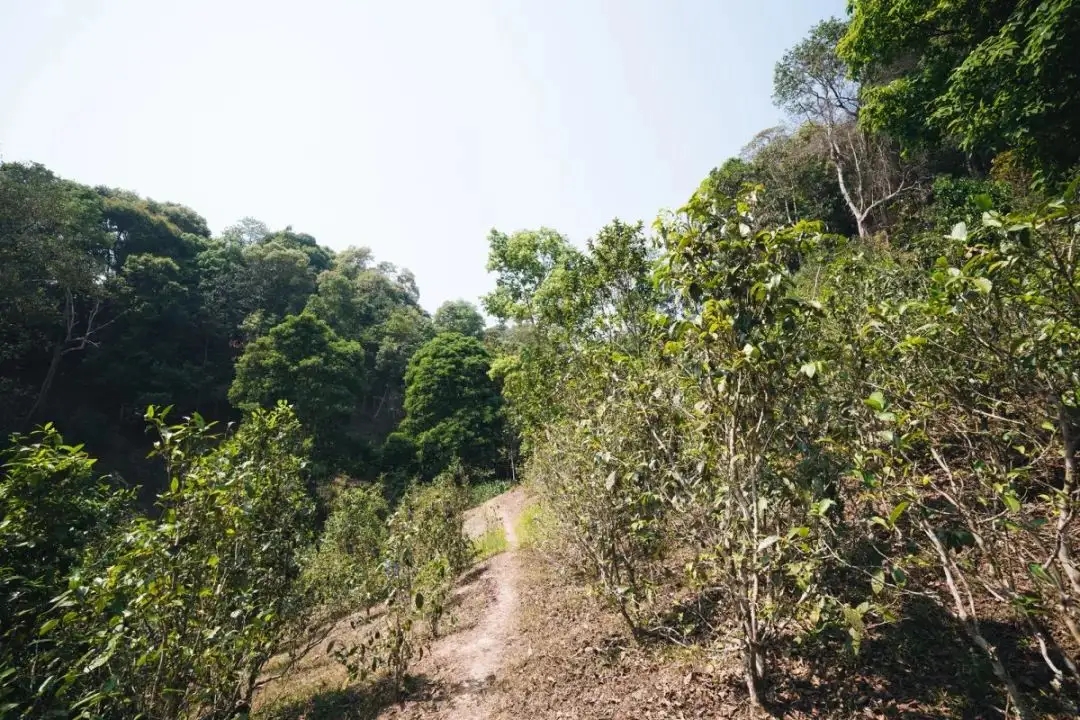 易武荒韻， 秘境白茶園