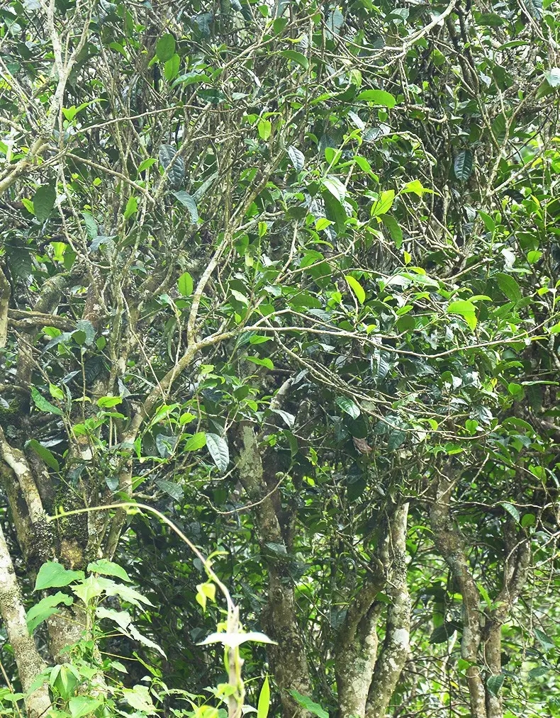 香竹箐：千年的觸摸，穿越時空的證明