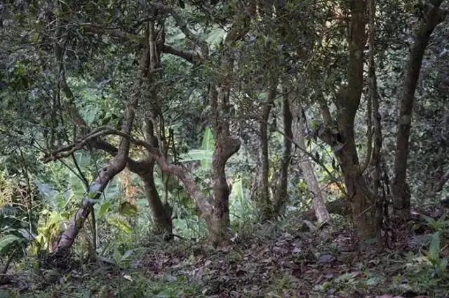 一山一味，山頭茶存在的意義究竟是什么？