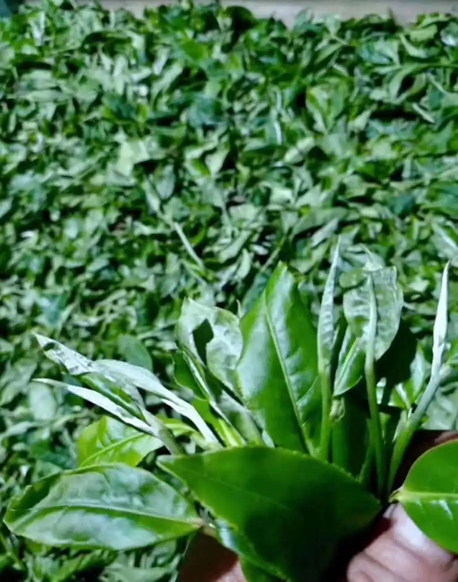 【答疑解惑】關(guān)于勐庫大葉種，你了解多少？