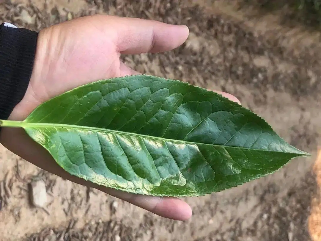 【茶百科】勐庫大葉種的適制性。