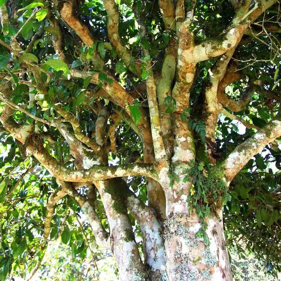 來自易武秘境的至味臻品！氣韻強(qiáng)勁，余韻深邃，一口喚醒你的味蕾~