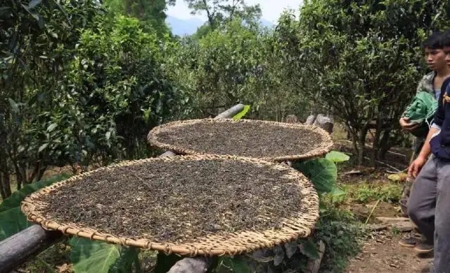 顛覆認(rèn)知！普洱茶的傳統(tǒng)工藝究竟是什么？