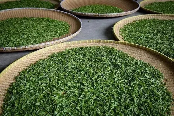 傳統(tǒng)普洱茶殺青工藝原理，專家們是這樣說的