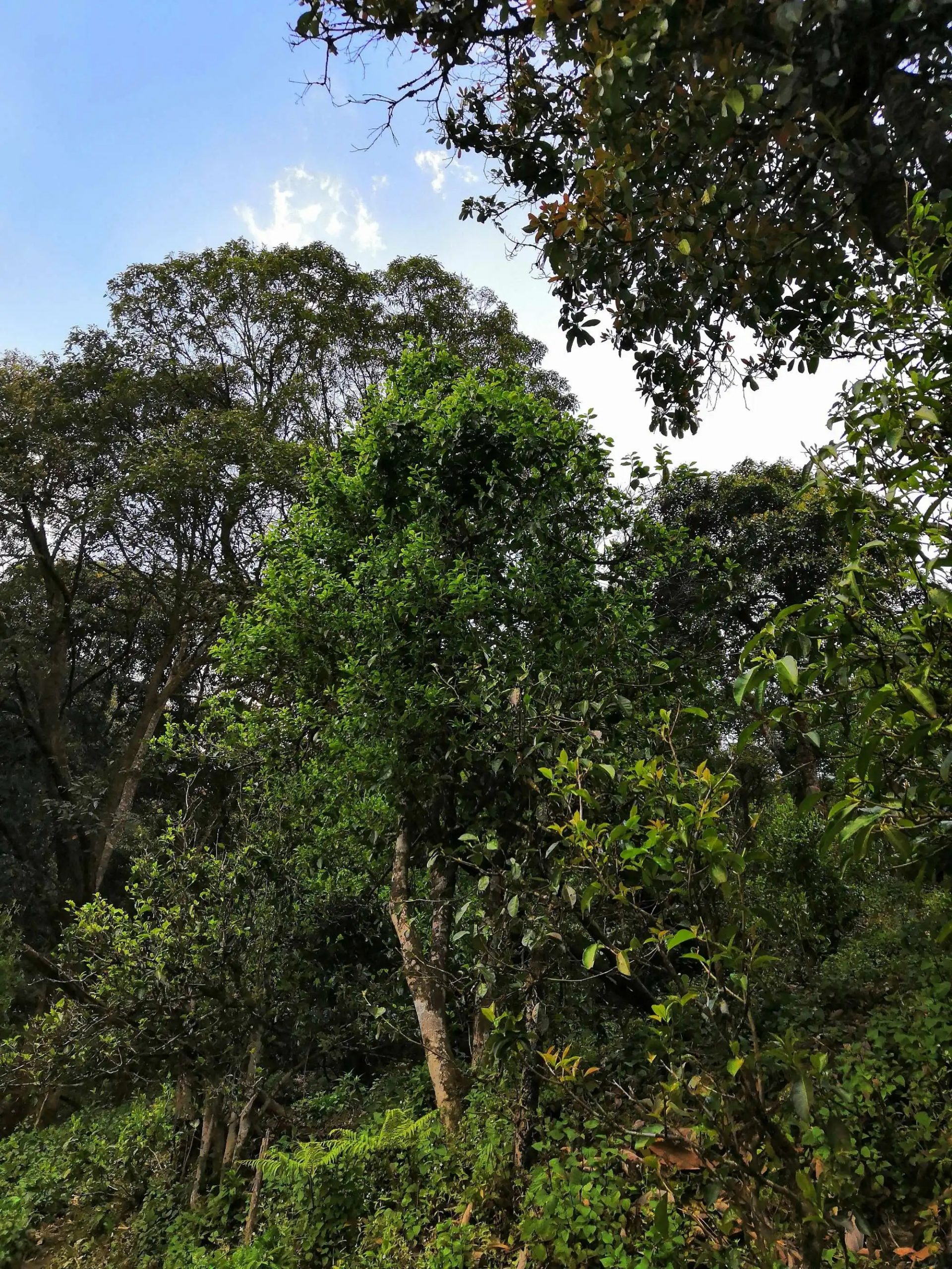 古樹(shù)茶的市場(chǎng)，未來(lái)該如何發(fā)展？