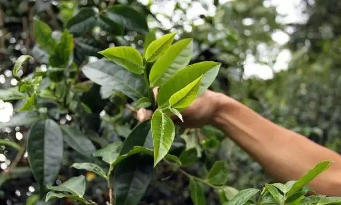 云南大葉種和小葉種是一個品種嗎？兩者有何優(yōu)勢？