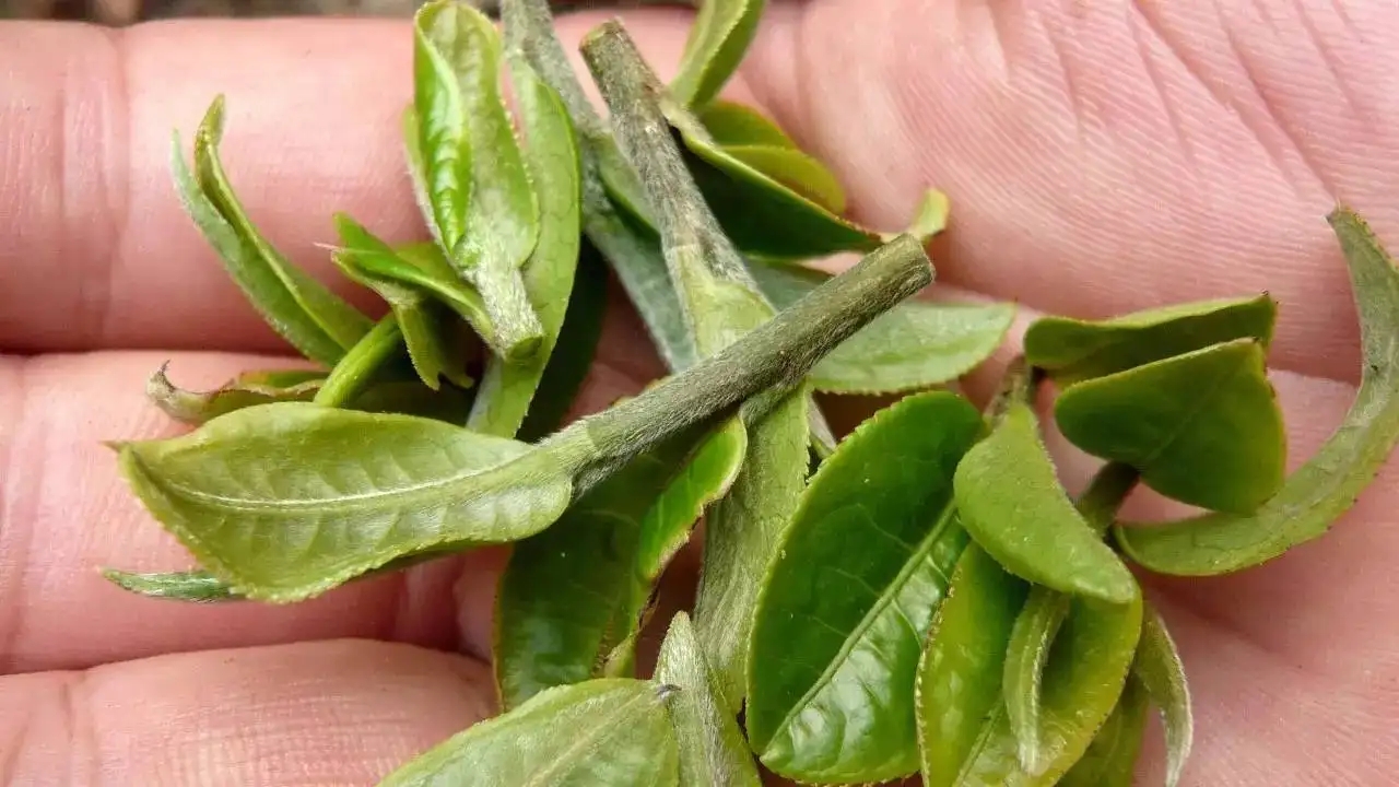 云南大葉種曬青毛茶，是什么茶？