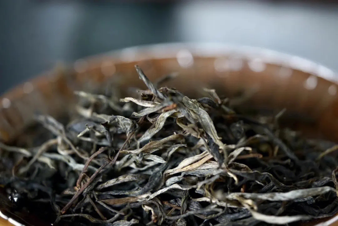 2023年老班章古樹春茶口感！