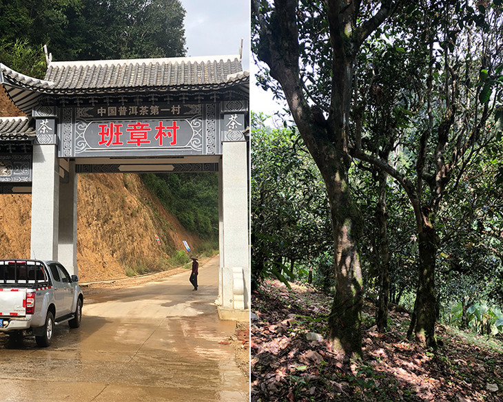 2023年新班章古樹春茶品質(zhì)怎么樣？