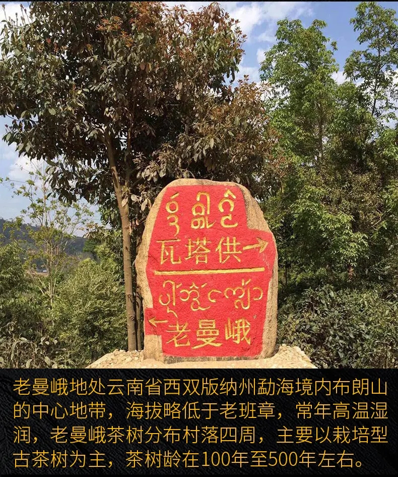 2023年老曼峨古樹春茶口感？