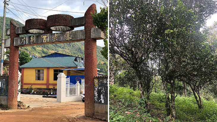 2023年廣別老寨古樹春茶多少錢一公斤？