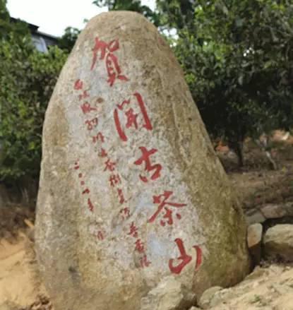 2023年賀開古樹春茶品質(zhì)如何？