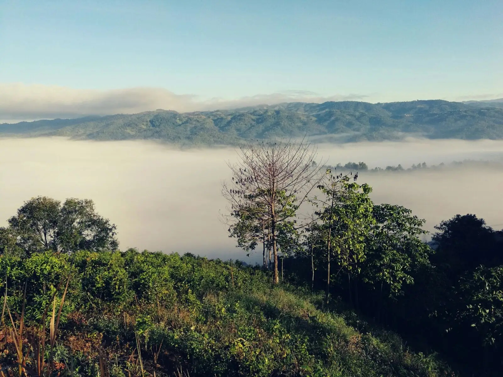 2023年賀開古樹春茶價格是多少？