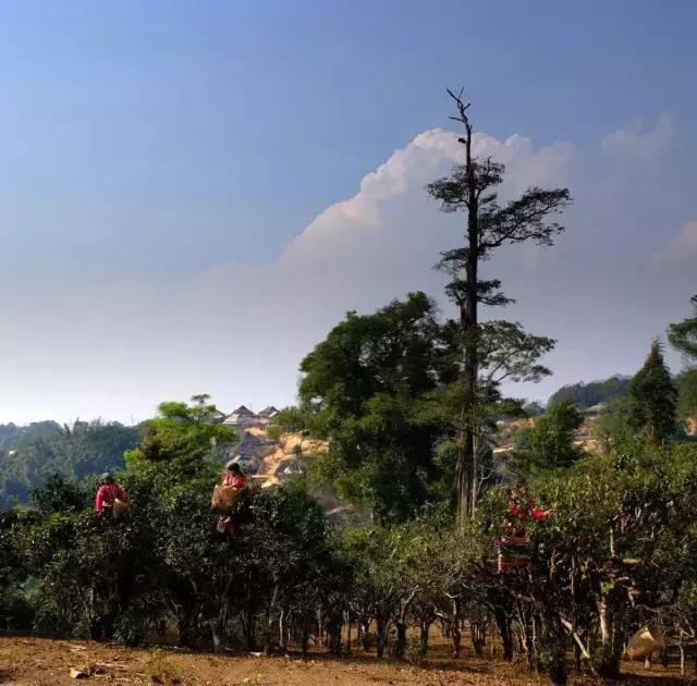 2023年賀開古樹春茶多少錢一公斤？