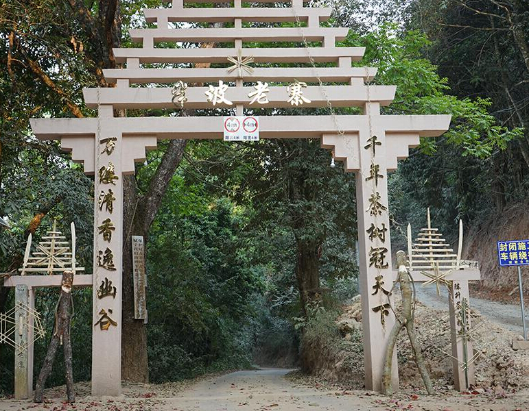 2023年半坡老寨古樹春茶品質(zhì)？