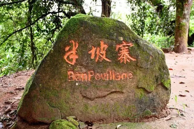 2023年半坡老寨古樹春茶價格是多少？