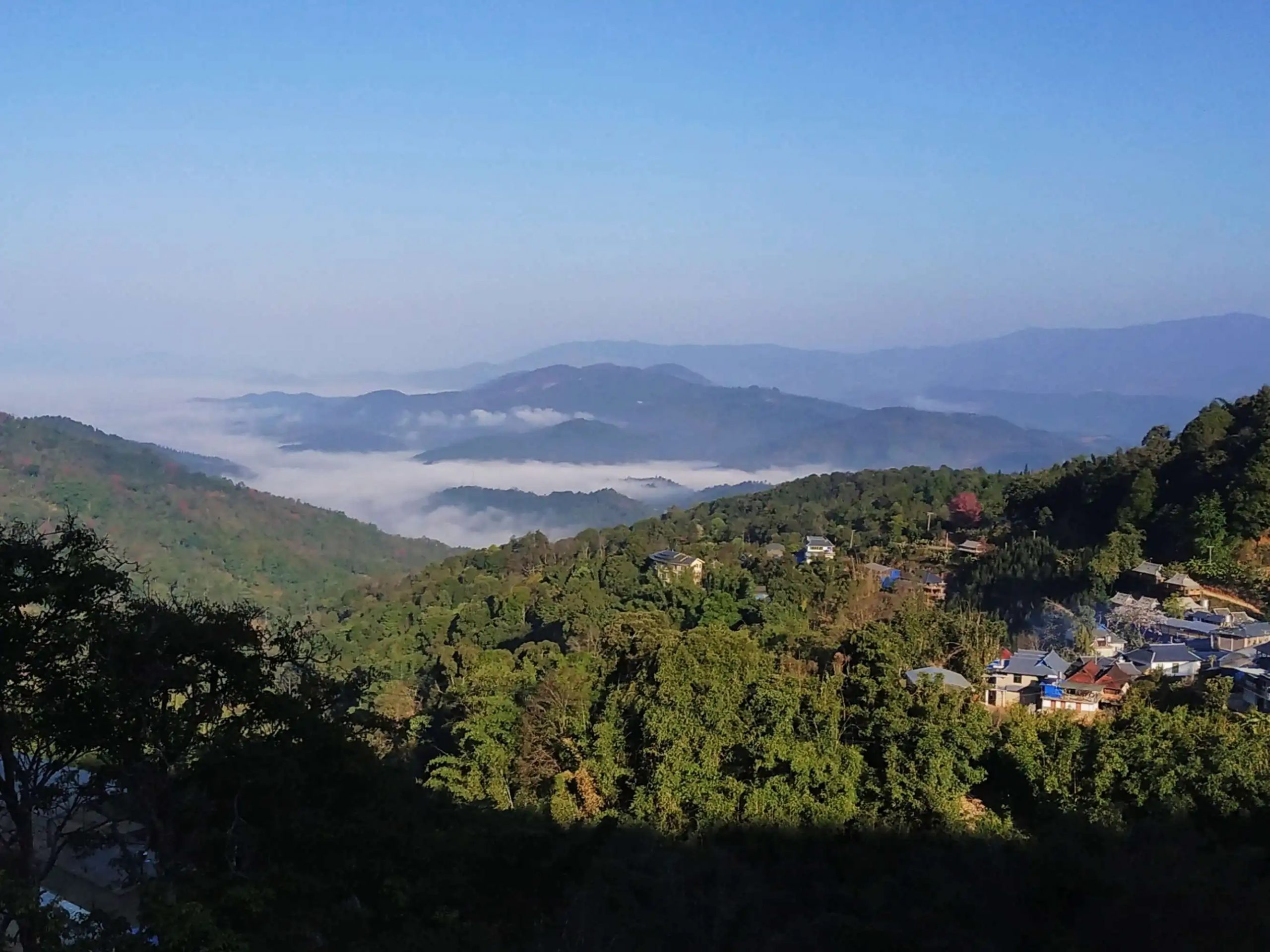 2023年南糯山古樹春茶口感如何？