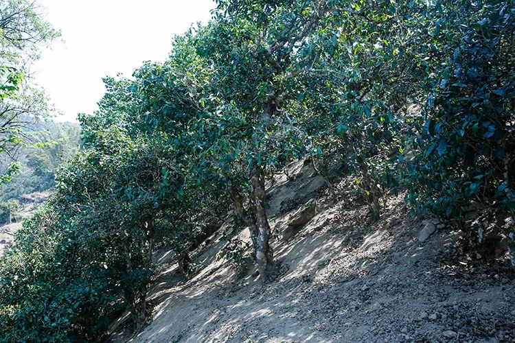 2023年那卡古樹春茶價格是多少？