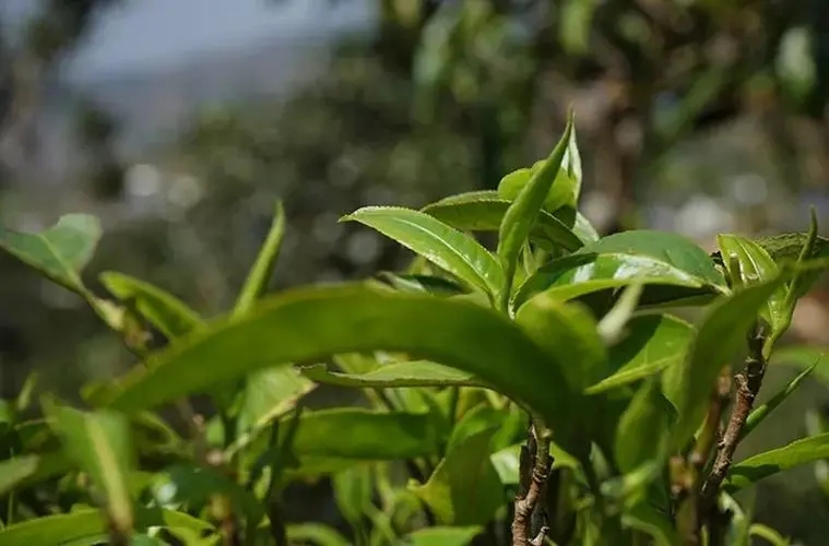 2023年那卡古樹春茶多少錢一公斤？