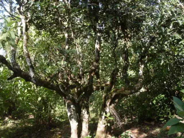 2023年保塘老寨古樹春茶多少錢一公斤?