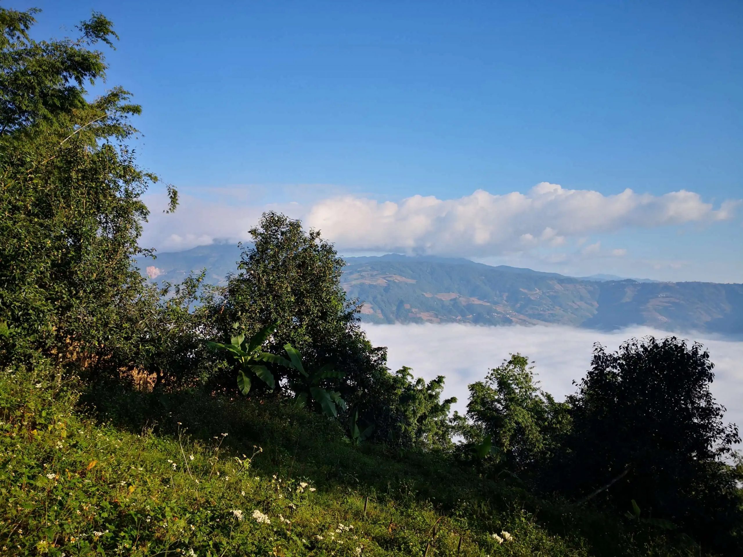 2023年邦崴古樹 春茶品質(zhì)如何？