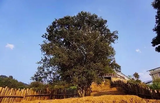 2023年邦崴古樹(shù)春茶價(jià)格多少？