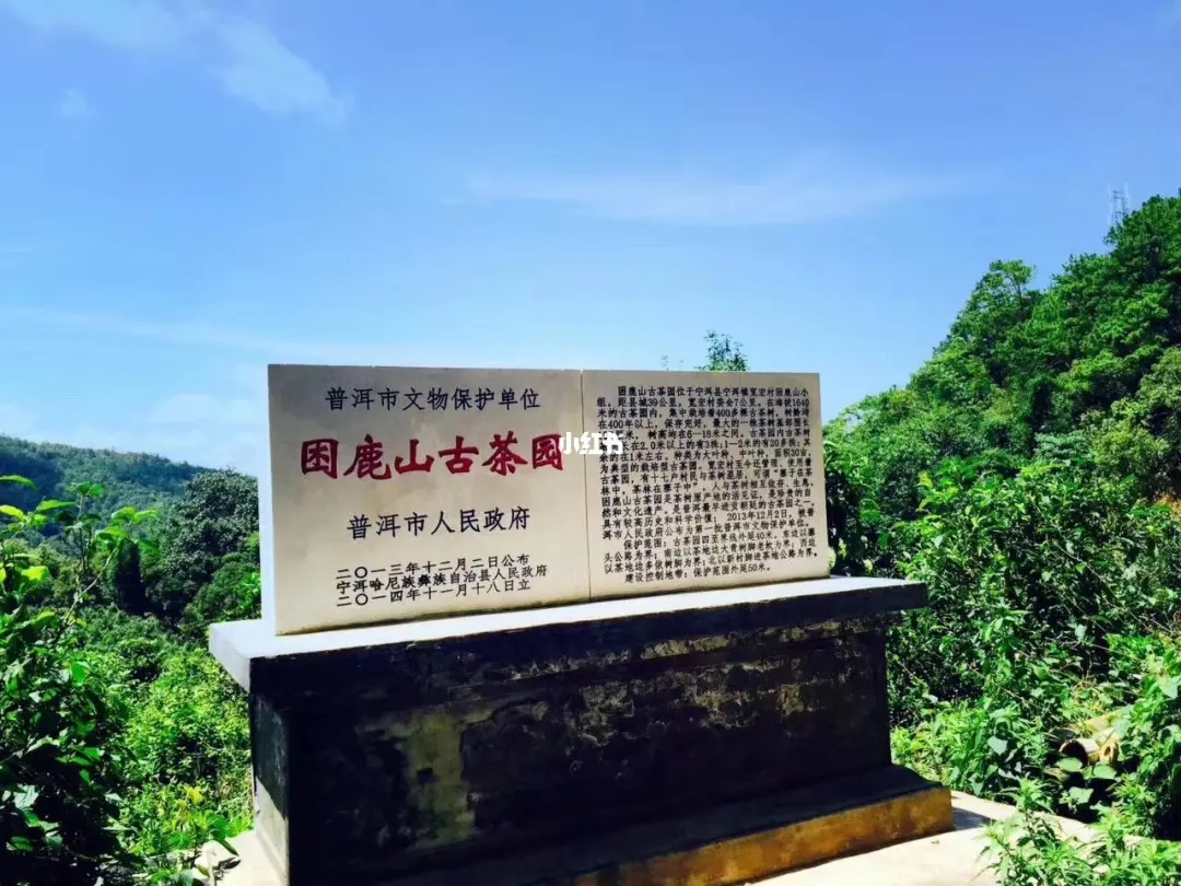 2023年困鹿山古樹春茶特點(diǎn)是什么？