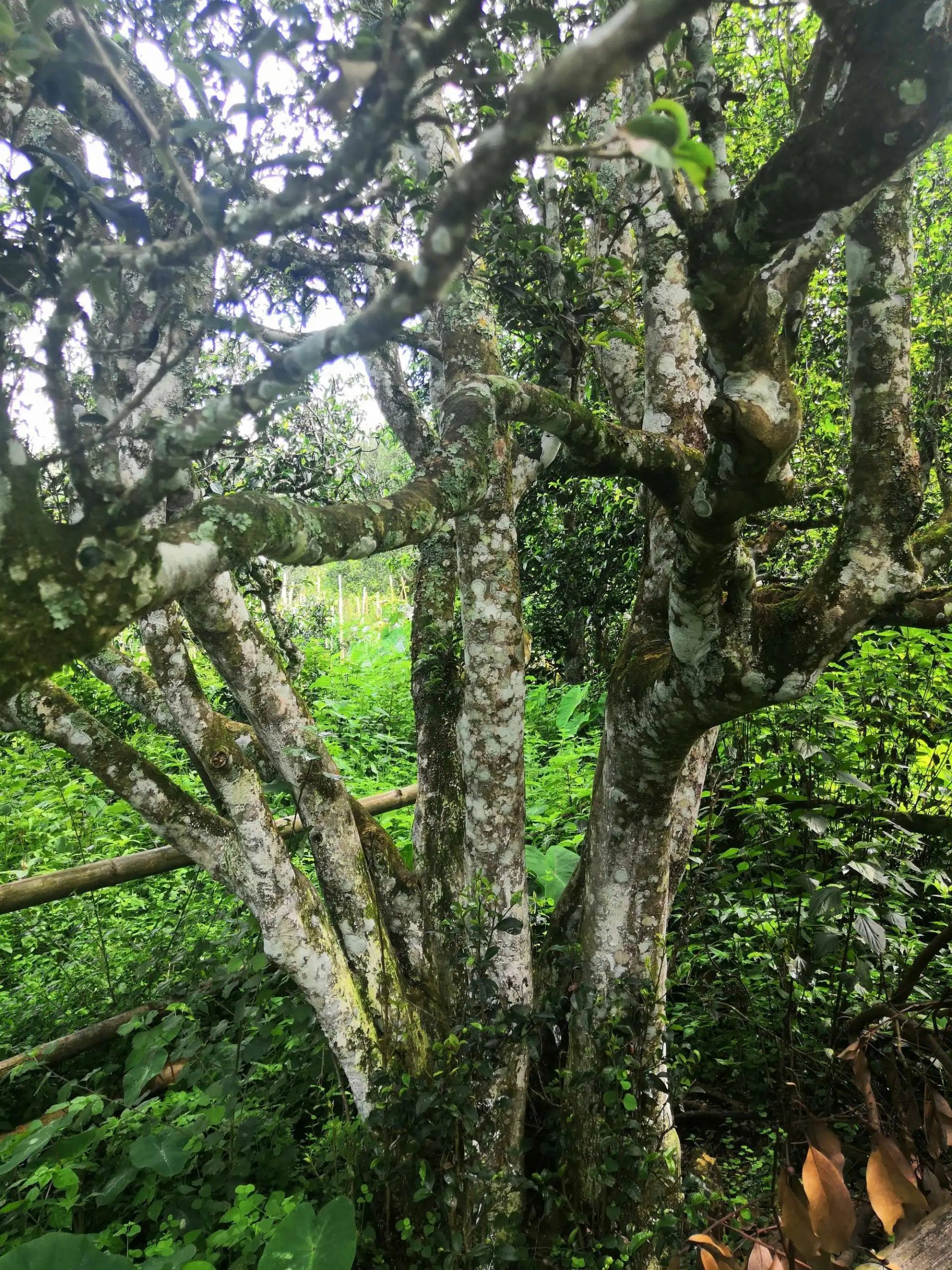 2023年困鹿山古樹春茶價(jià)格是多少？