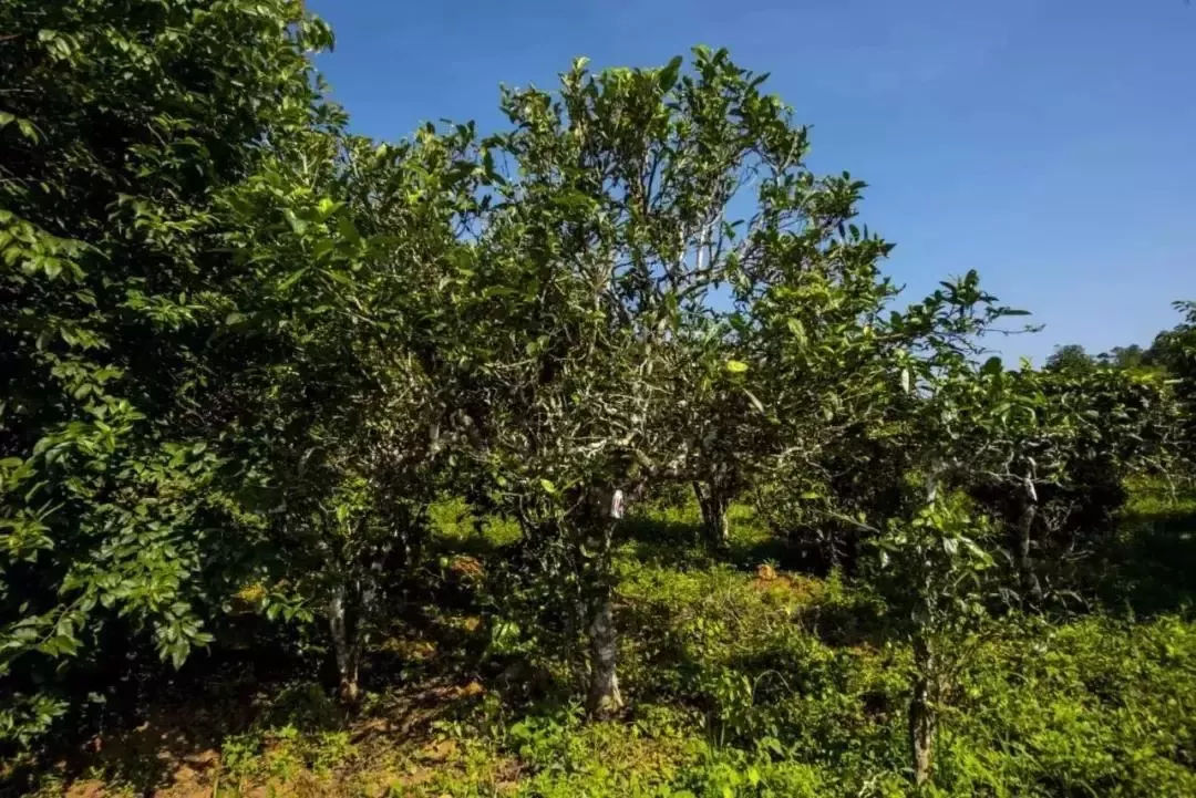 2023年迷帝古樹春茶口感怎么樣？