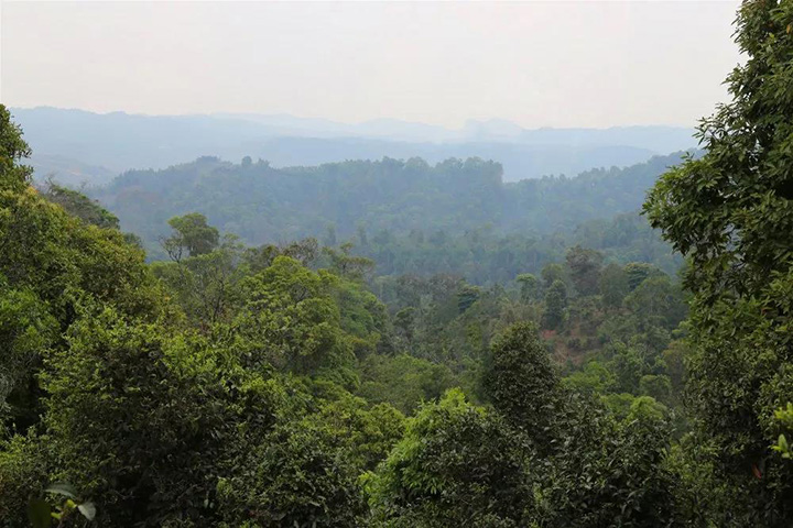 2023苦竹山古樹(shù)春茶口感怎么樣？