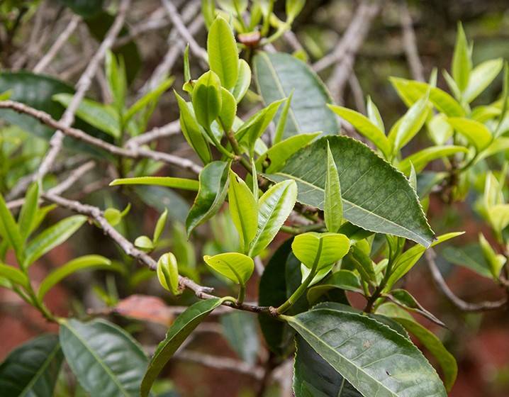 2023年苦竹山古樹春茶多少錢一公斤？